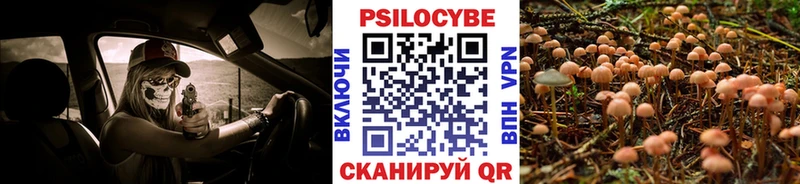 Купить  Бузулук  Псилоцибиновые грибы Psilocybine cubensis 